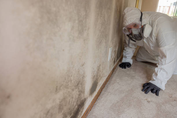 Reliable Marion, WI Mold Removal & Remediation Solutions